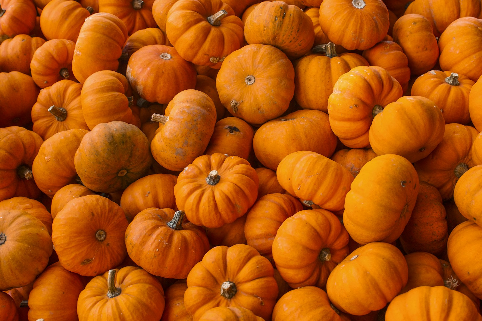 Why Halloween Lenses Are Not Toys